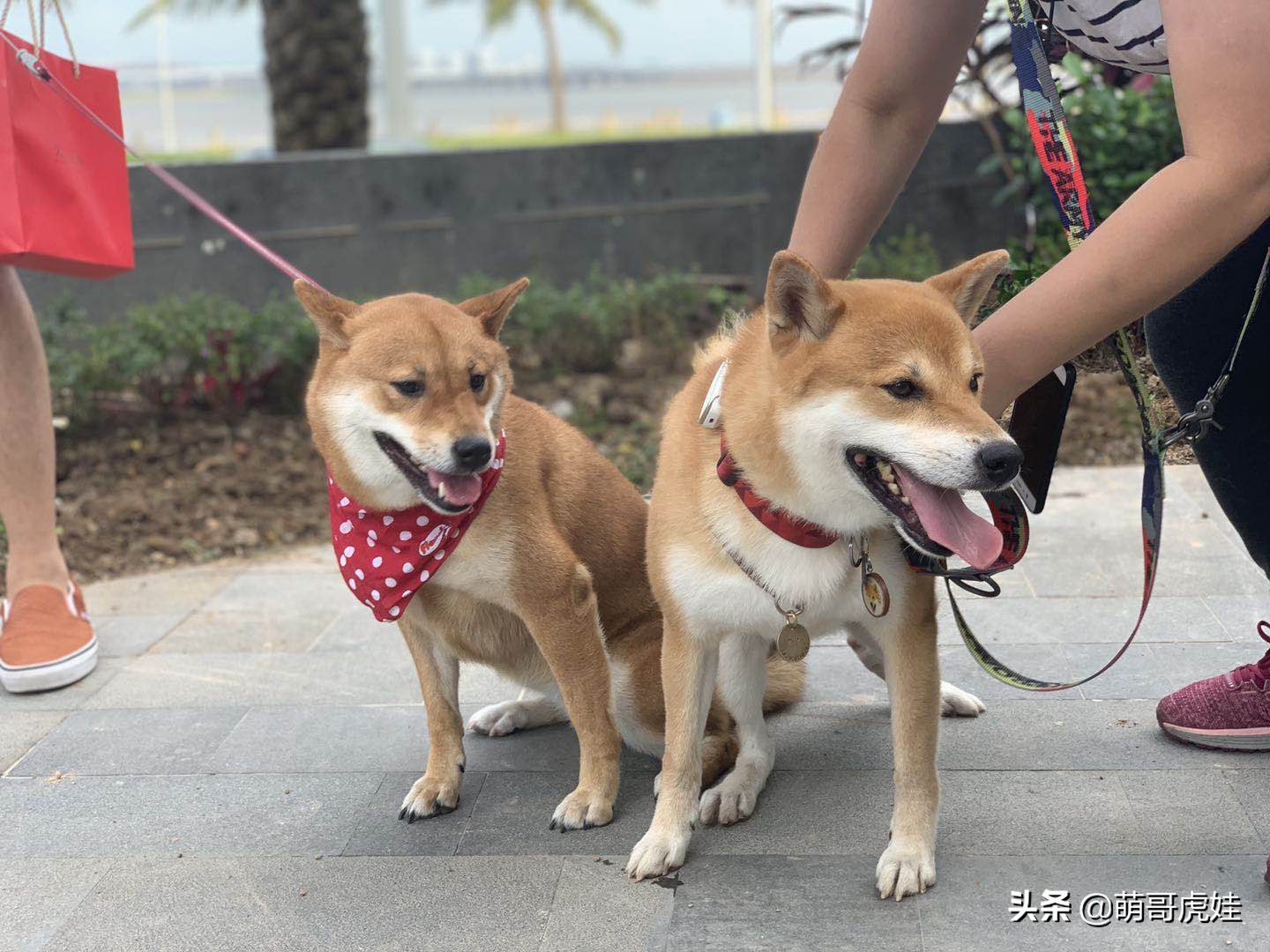 全城寻找巨型贵宾犬,刚抱回家的巨型贵宾犬