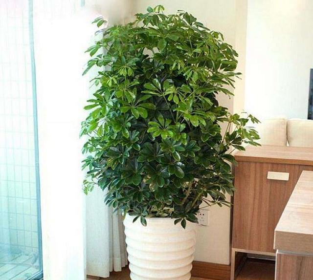 净化空气最好的盆栽,净化空气最强的花卉