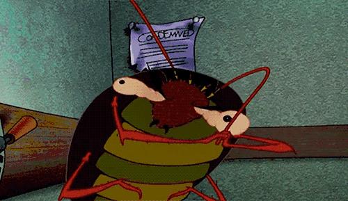 蟑螂的十大真相,最可怕的蟑螂是什么蟑螂