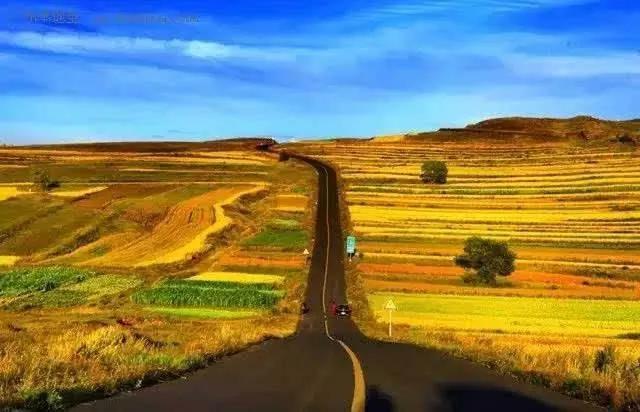 察哈尔醉牛，张北天路草原