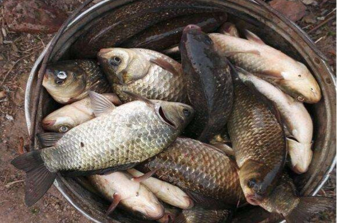 大家都在用的一款火爆鱼竿,国货最火的鱼竿