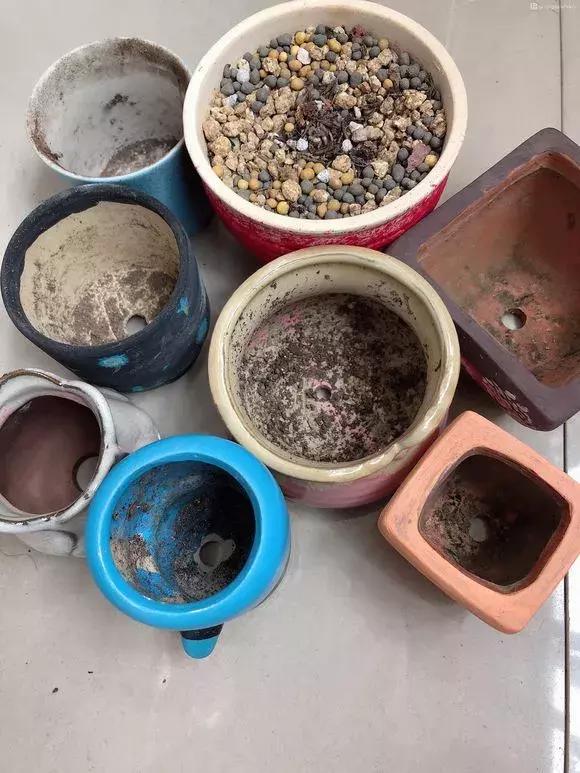 多肉根腐黑没有多菌灵怎么救,养多肉很容易死