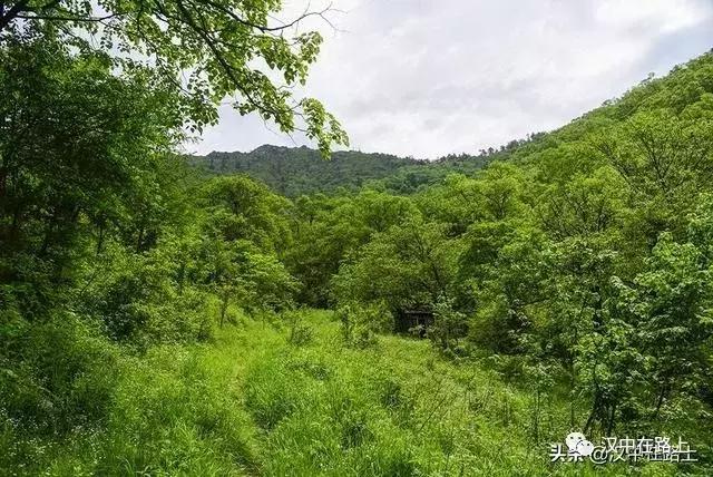 探秘汉中,汉中一村子窜入野生羚牛