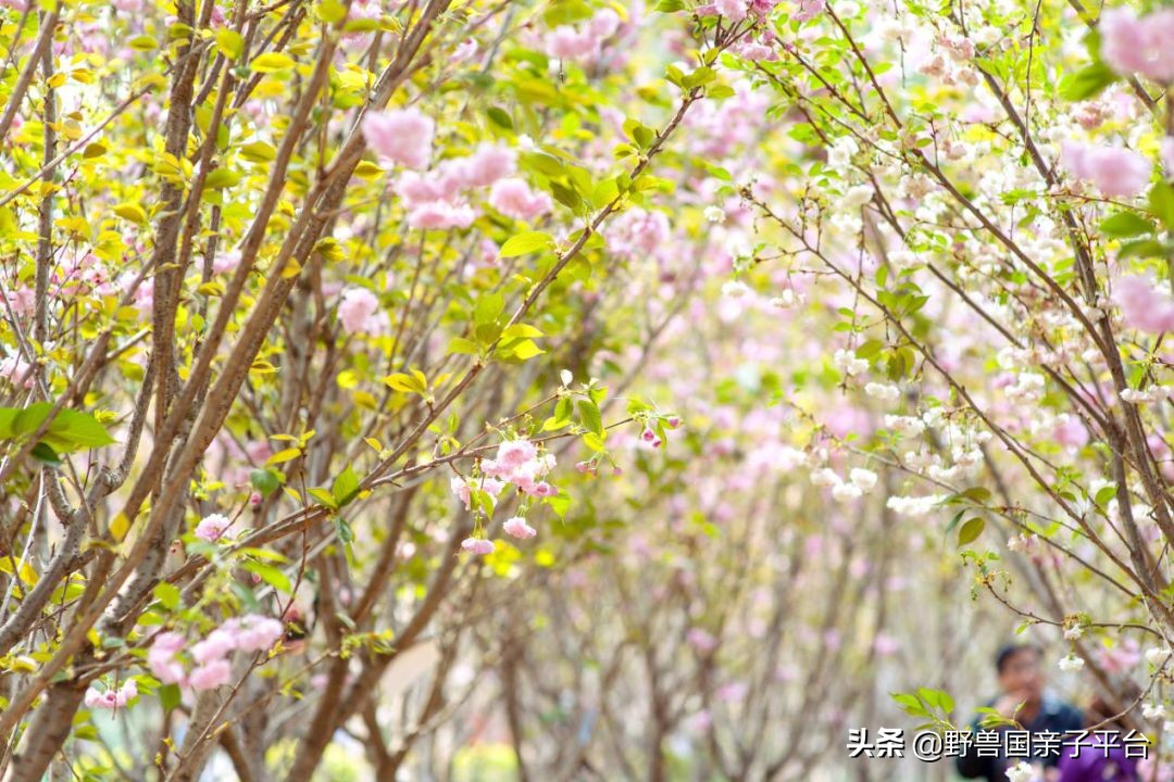 春天的花真的很美丽让人向往,春天的花也太美了