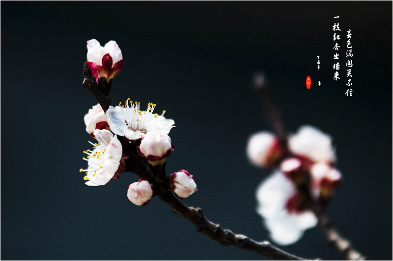 叶绍翁游园不值的深度解析,叶绍翁的游园不值给你留下的印象