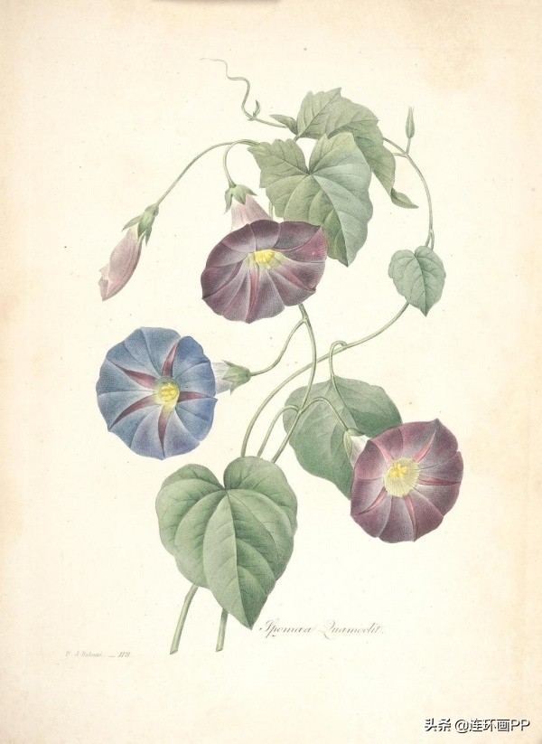 插画风简单的花手绘图片,唯美手绘田园插画图片大全