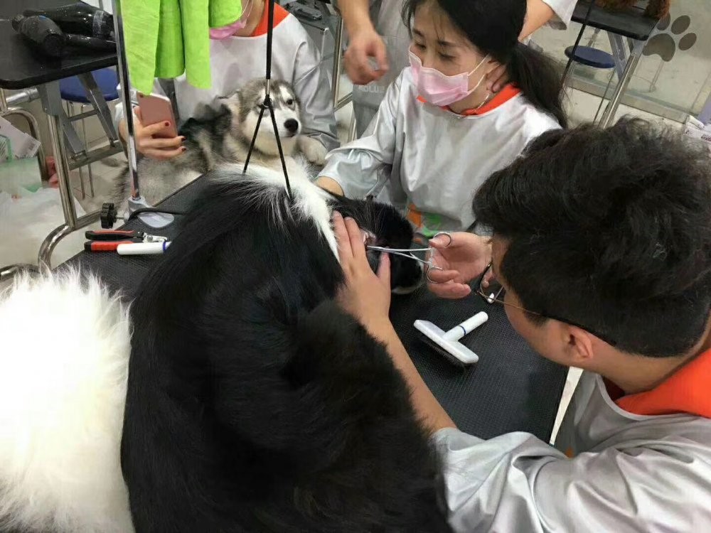 大连宠物美容培训学校排行榜,郑州宠物美容培训学校哪个好