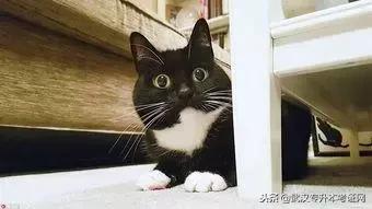 大学本科的本字表示什么意思,通常说的大学本科中本是什么意思