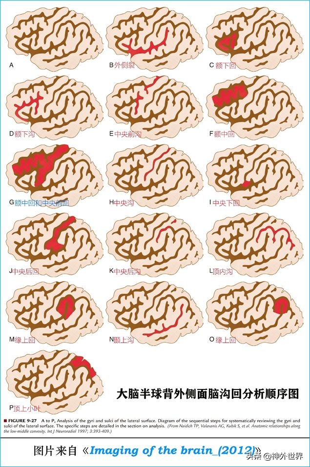 脑解剖学讲解视频全集,脑功能解剖学习