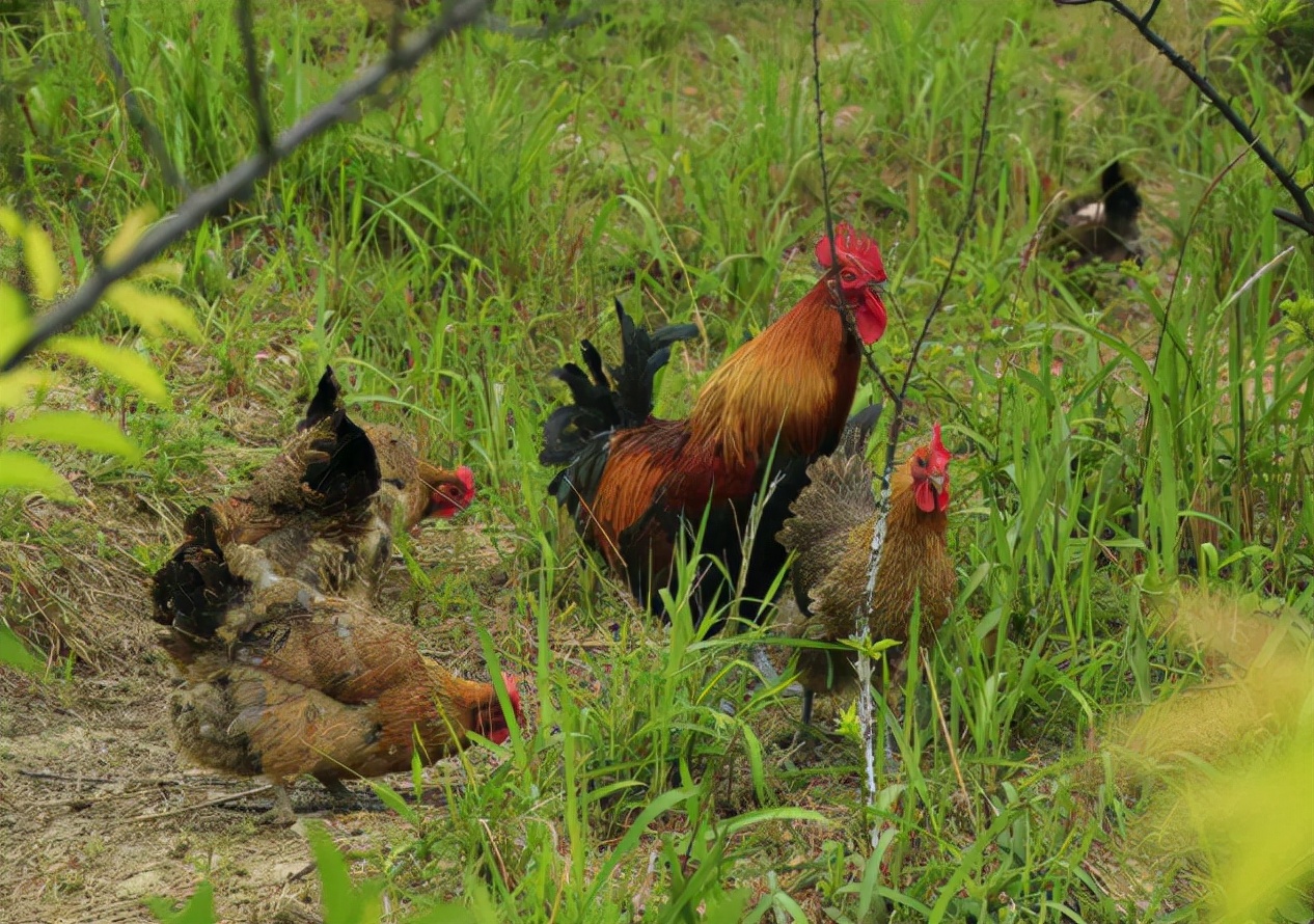 养鸡合作加盟是否有骗局,加盟温氏养鸡1万只利润多少