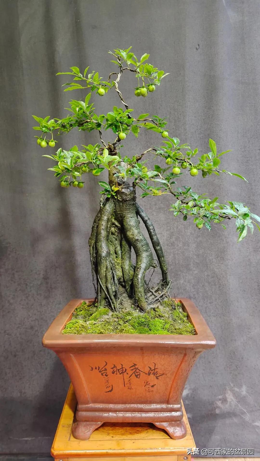 金弹子是十大名贵盆景吗,金弹子盆景什么时候开花结果