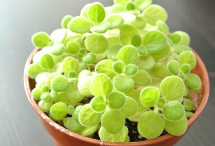 夏天碰碰香怎么浇水才让它长得好,碰碰香开花吗有什么功效