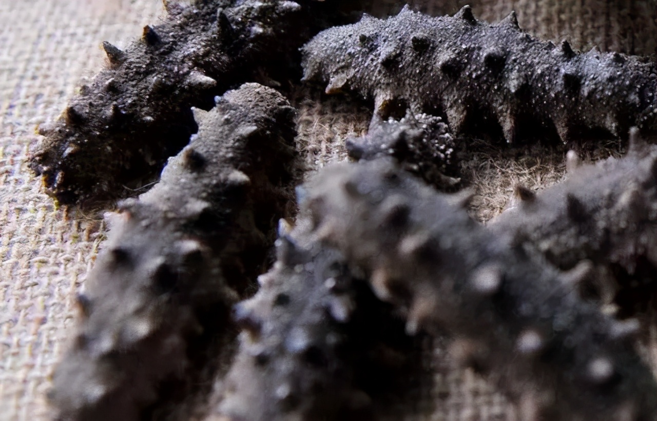 海参为什么说是正经海参,海参含盐量