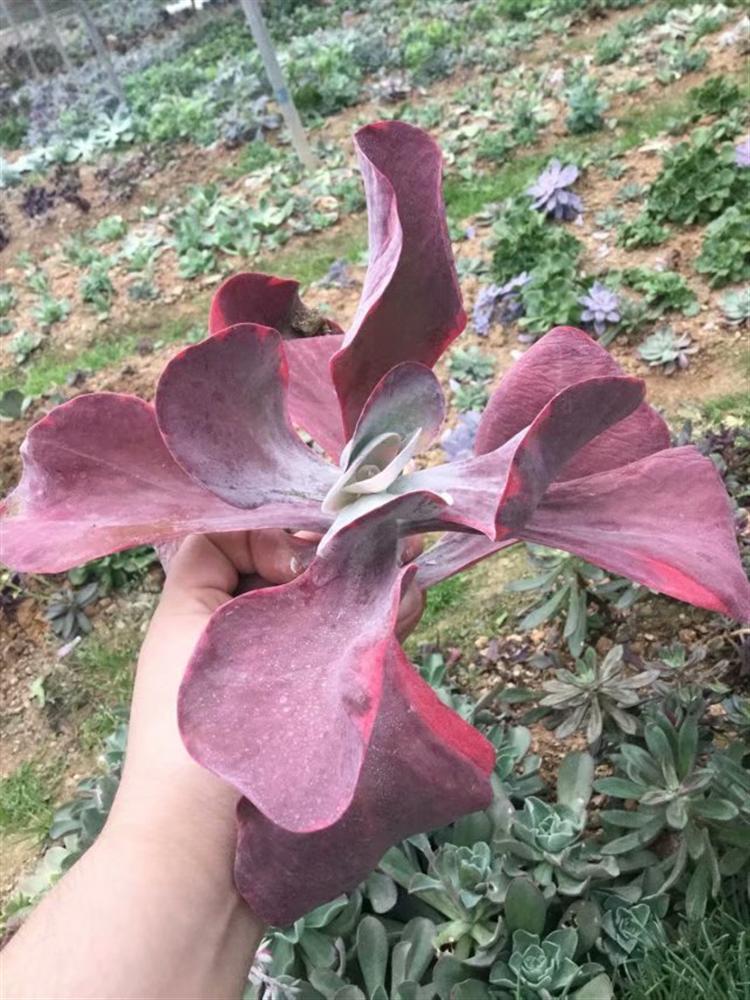 网购多肉老桩，“埋”多深有讲究！