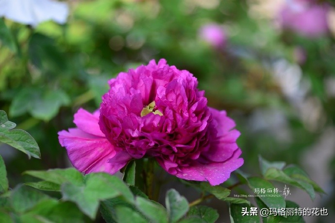 历史悠久的十大名花（海量美图），你选哪个做国花？