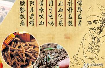 含有冬虫夏草的养肺中成药,含有冬虫夏草的中成药如何鉴别