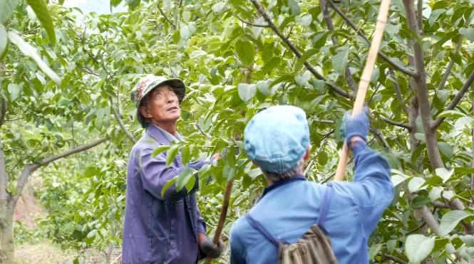 邯郸白露,涉县白露打核桃视频