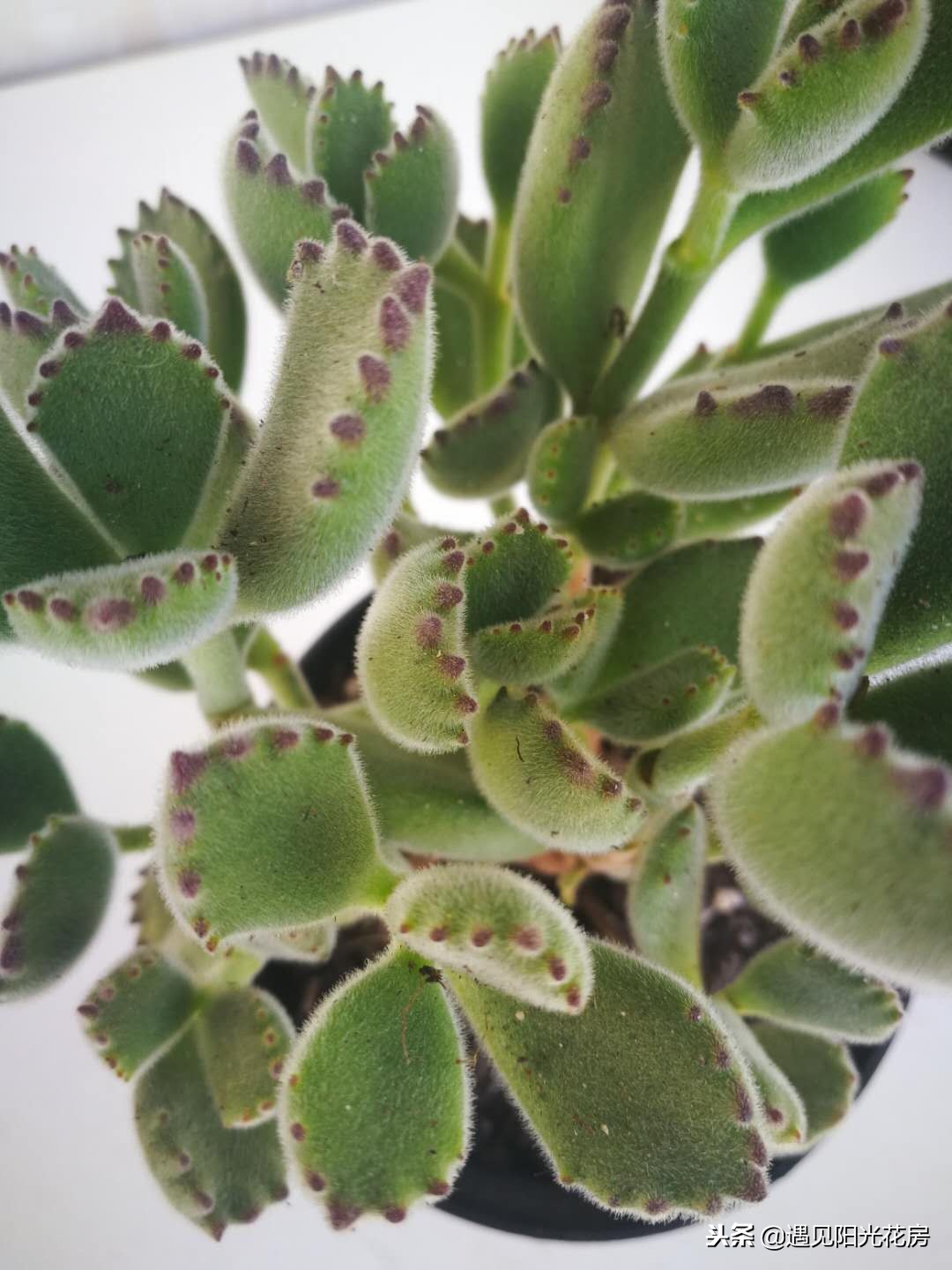 多肉白熊和熊童子区别,熊童子多肉植物满28包邮