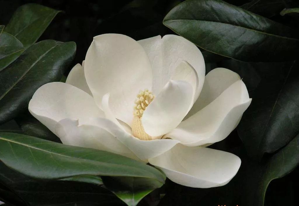 记忆中的常州味道,老常州记忆80年代