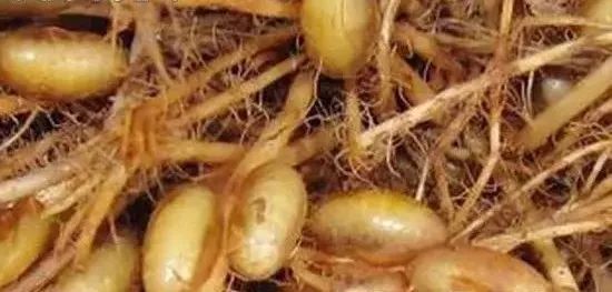 杀灭地下害虫这里有10种绝招,地下害虫最佳灭虫方法