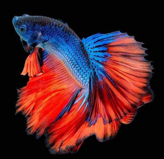 泰国斗鱼饲养难度,泰国斗鱼怎么养才会成年