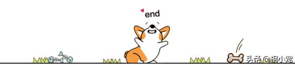 茶杯犬萌宠图片大全,茶杯犬排行榜