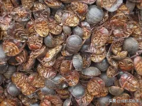 湘潭土元养殖技术,土元养殖技术在哪里学比较靠谱