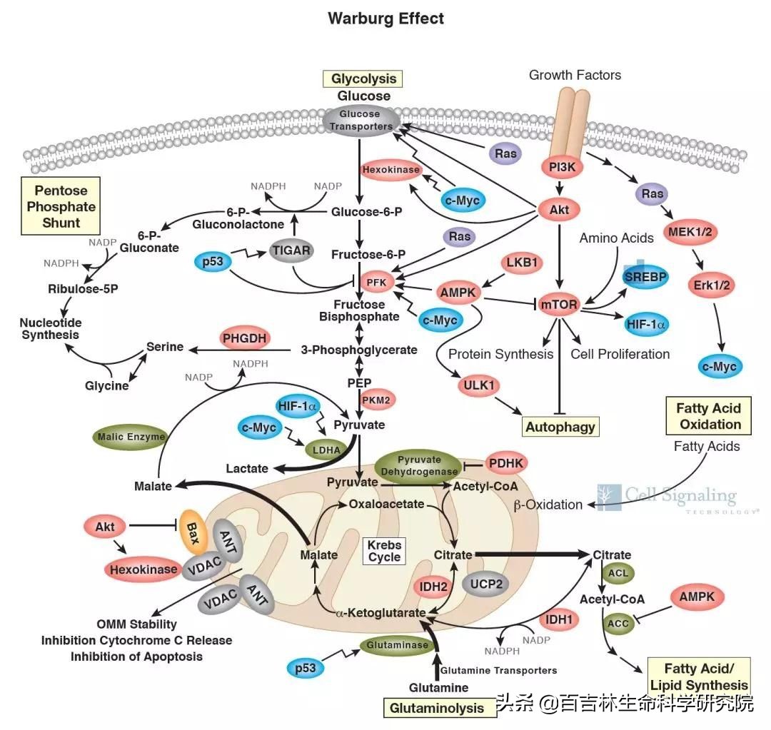 代谢通路与信号通路关联分析,细胞内代谢通路