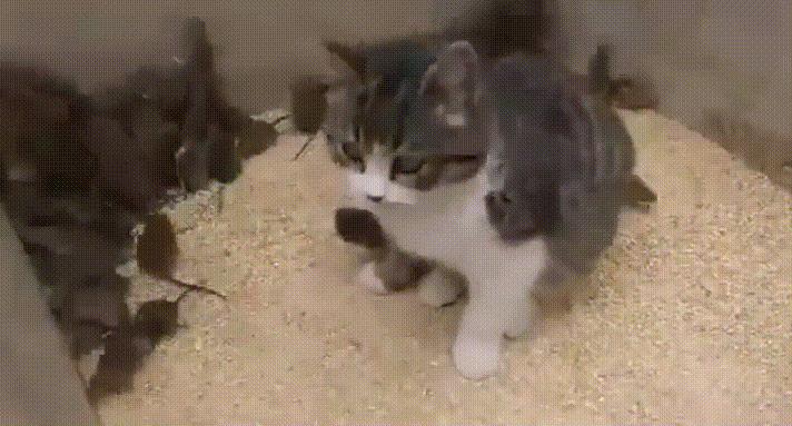 能不能养宠物鼠狗兔猫,能不能养宠物鼠猫狗呢