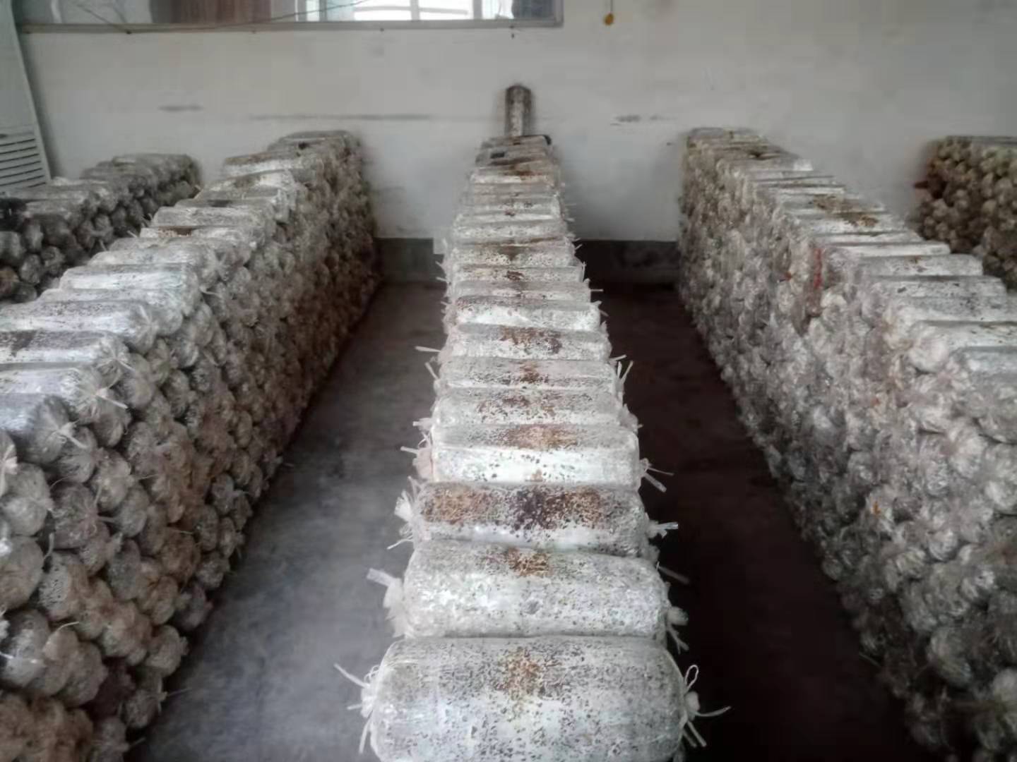 种平菇菌种怎么自己做的,自己在家可以自制平菇菌种吗