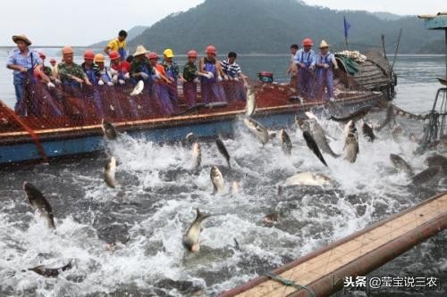 渔民捕鱼怎么赚钱,农村小伙捕鱼一天赚多少钱