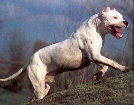 养狗讲究多8大禁忌绝不能犯,养狗养什么大型犬比较安全