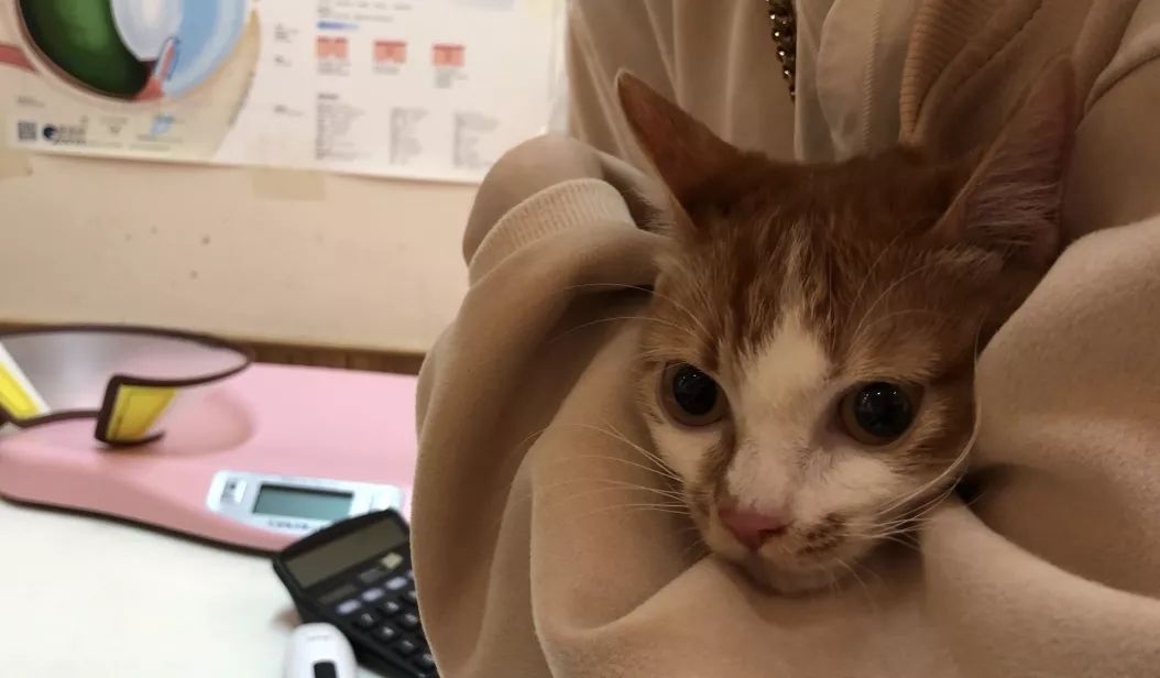 猫咪缺水极易导致尿道问题!一篇文章告诉你泌尿系统疾病到底是啥