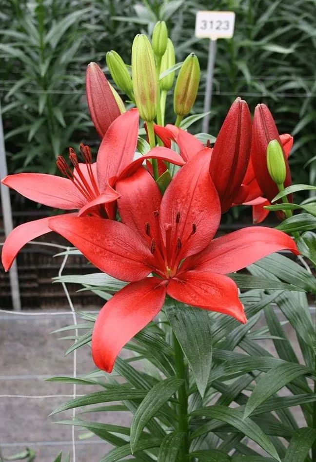 秋日赏花,百合必须要拥有姓名