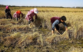 秋天的怀念，文/高令亚