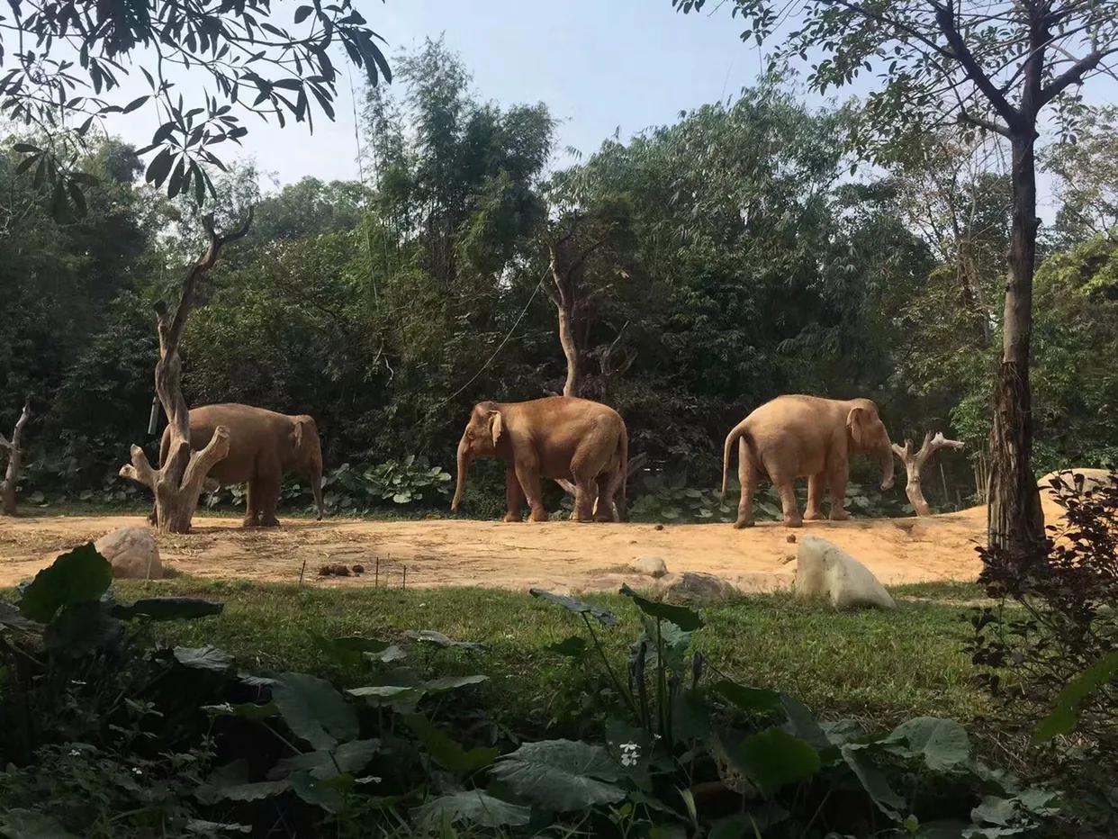 长隆野生动物世界到珠海海洋王国,去长隆野生动物世界需要注意什么