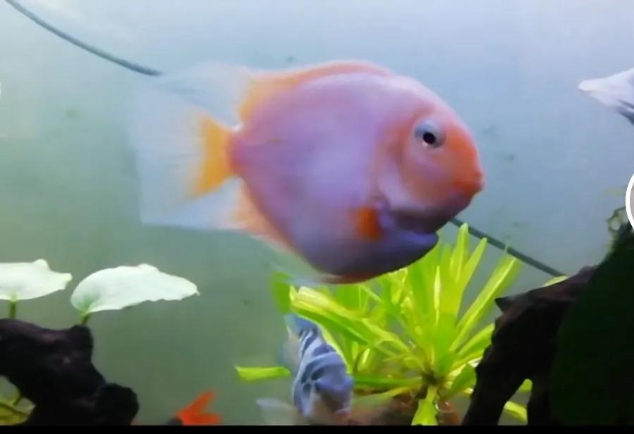 鹦鹉鱼可以跟迷你鹦鹉鱼一起养吗,迷你鹦鹉鱼会吃别的鹦鹉鱼小鱼吗