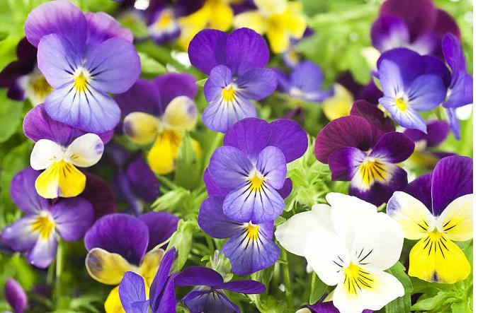 三色堇开花颜色,三色堇花语爱与勇气