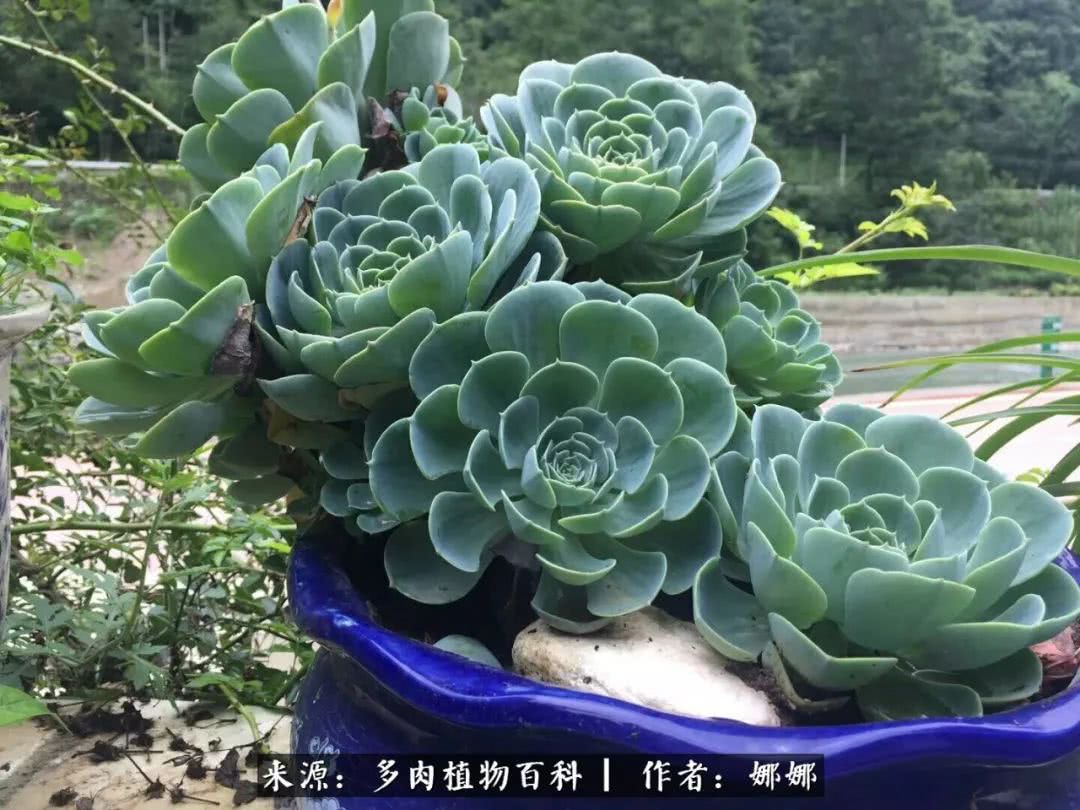 篱笆花开情常在，守你一生不变！