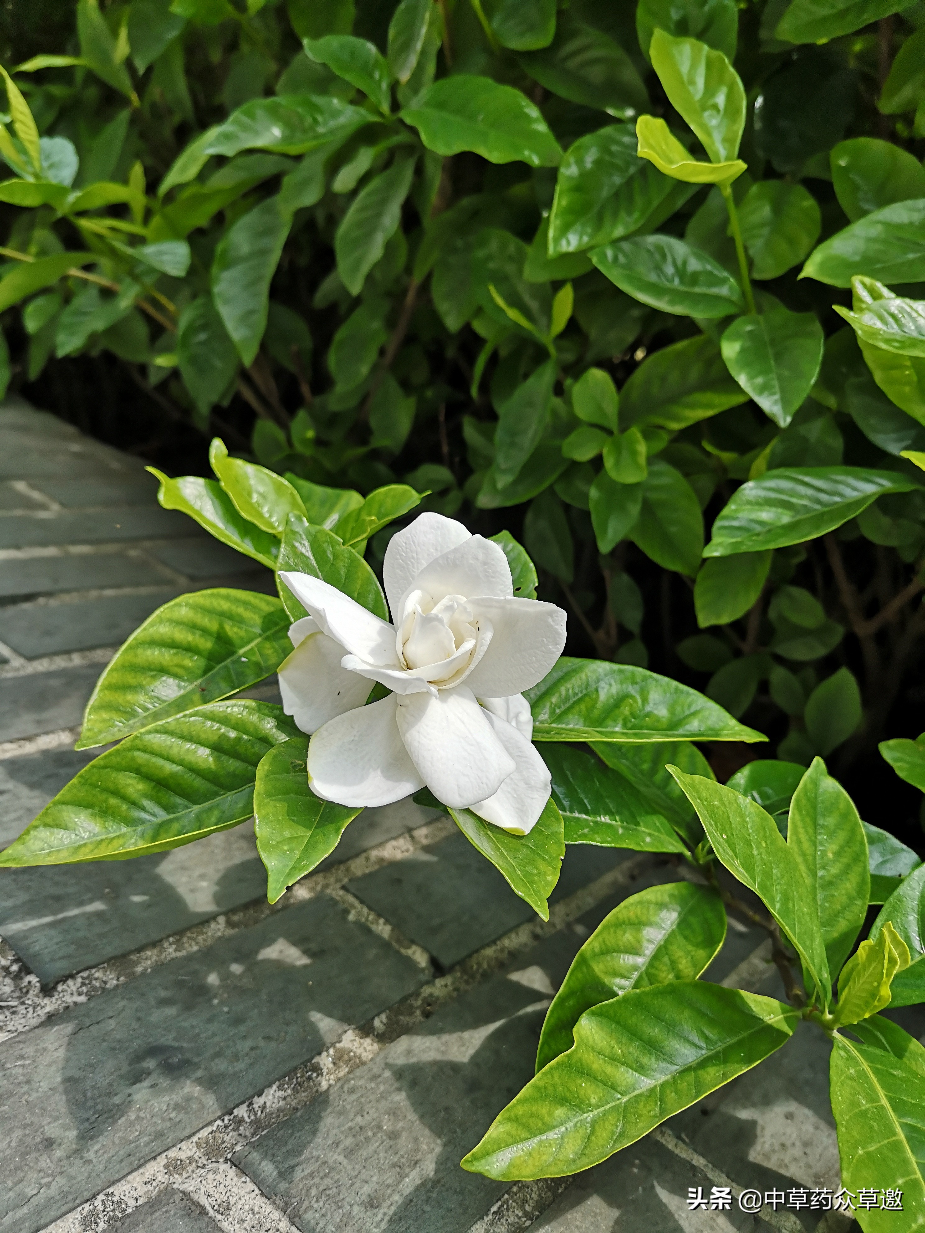 可以染色的中药,中药还可以染色吗