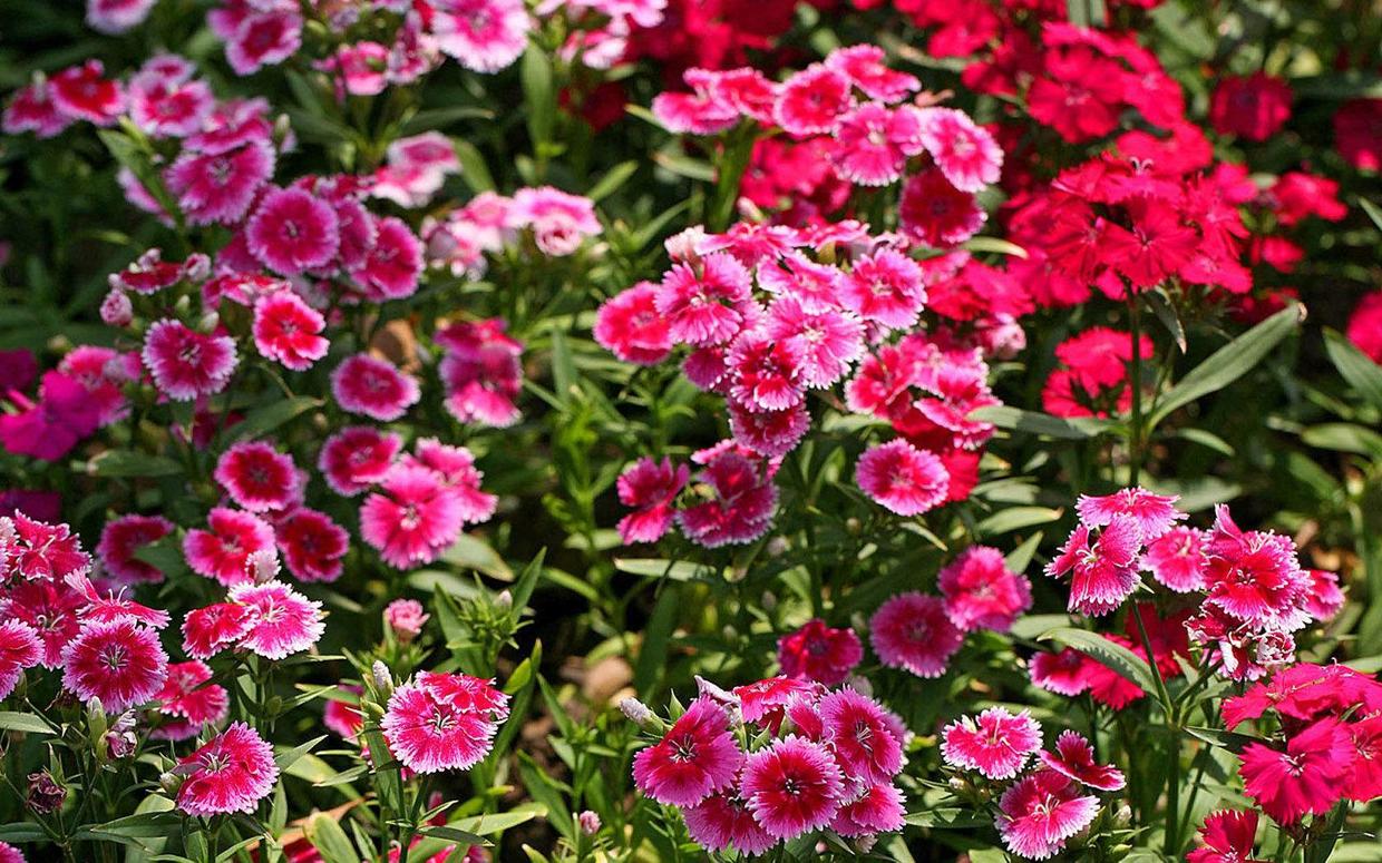 一年四季开花的野草,开花非常惊艳的野草