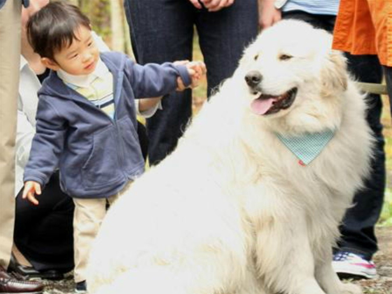日本皇室17岁王子,日本皇室唯一的男孩