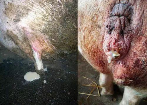 母猪产后不吃食一招解决,母猪产后不吃食的解决方法