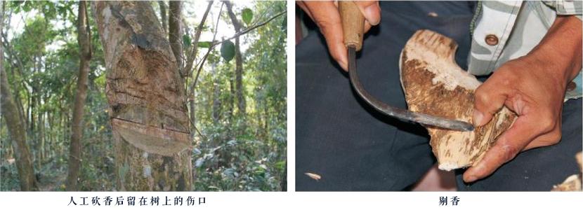 黎人采香,香文化是中国古代文化