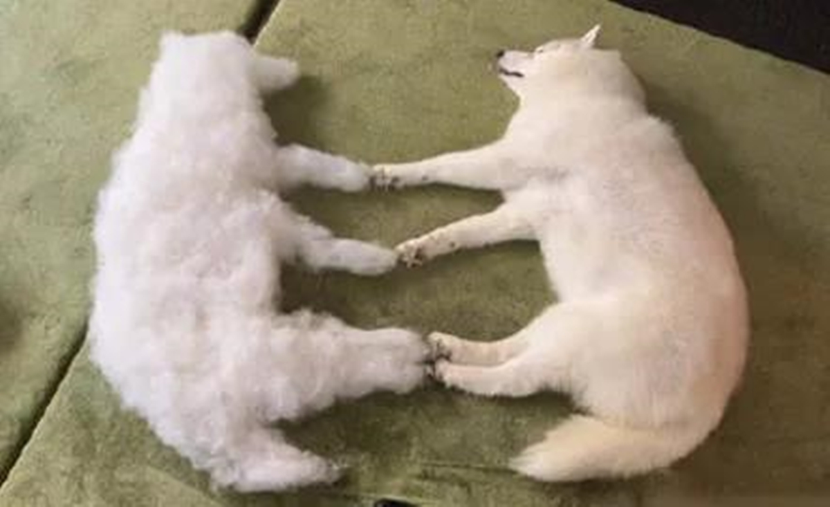 哈士奇剃发前后,哈士奇剃了两道杠