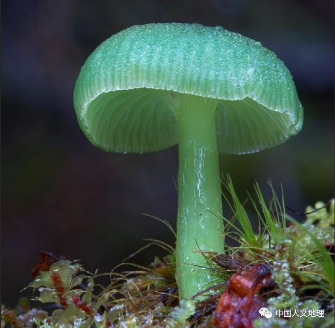 摄影彩色蘑菇,摄影师拍摄迷你蘑菇
