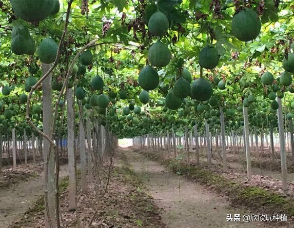 种瓜蒌是骗局吗,种瓜蒌好种吗