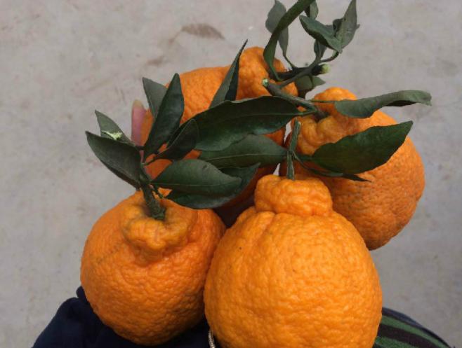 丑橘的食用方法,如何做到丑橘里是沙糖桔