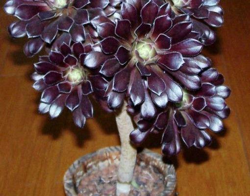 黑法师掉叶子黑腐怎么办,黑法师砍头后成光杆了还能发芽吗