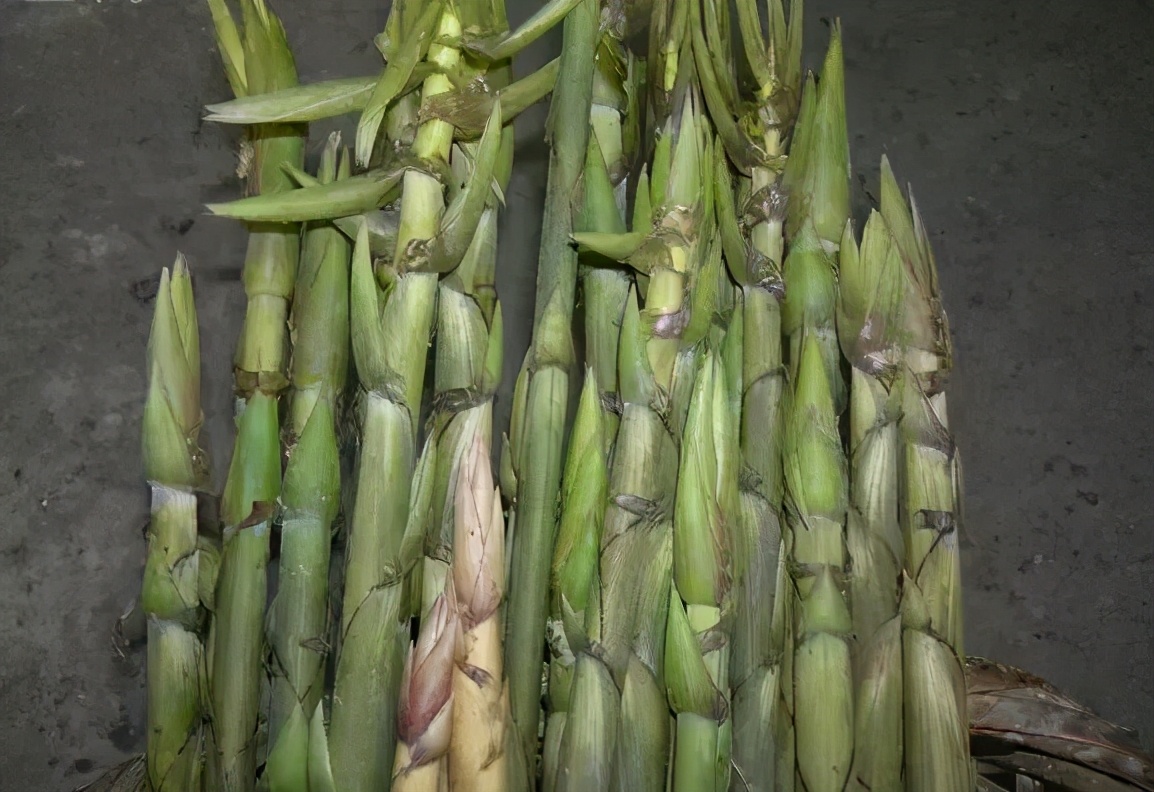 浙江现在这种笋叫什么笋,有一种很大的竹笋叫啥笋